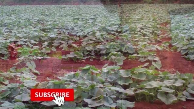 BUTTERNUT SQAUSH FARMING IN KENYA. - Agripack Seeds (Make Millions from 50,000 Kshs Capital) смотреть онлайн