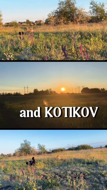 В добрые руки, ищем постоянный дом. У нас на передержке.выбросили на даче #самара #samara #dogs смотреть онлайн