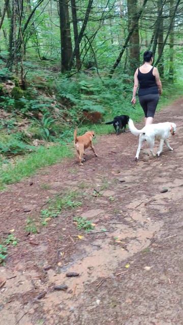 Sebastian Dalmatian Dog Carriage dog смотреть онлайн