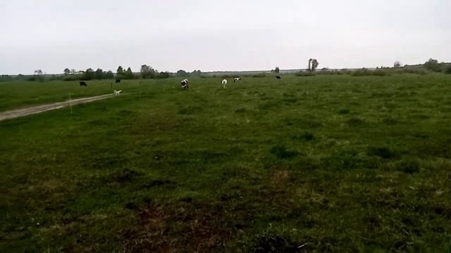 Начали вывозить навоз, сломался🚜начался вывод🐣иду за🐄 смотреть онлайн