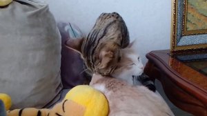 Милота❤❤❤Мяу