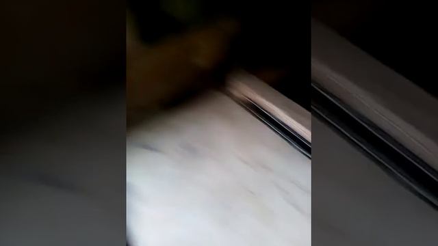 Осмотр крольчат на второй день смотреть онлайн