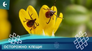 КАК ОБЕЗОПАСИТЬ СЕБЯ ОТ ПАРАЗИТОВ?