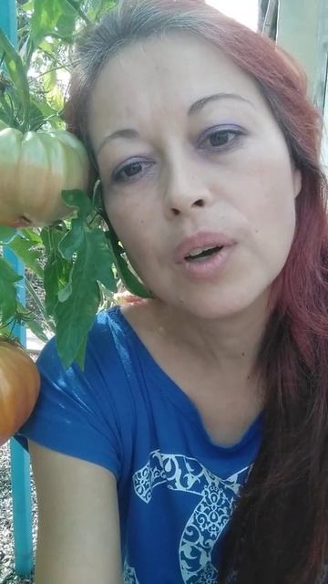 Первое видео - знакомство. Любить помидоры не диагноз! Огород. Выращивание помидоров. Томаты.