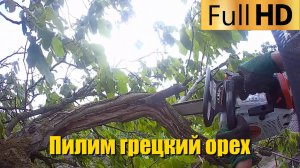 Пилим грецкий орех. Спил деревьев любой сложности в Краснодаре и Краснодарском крае