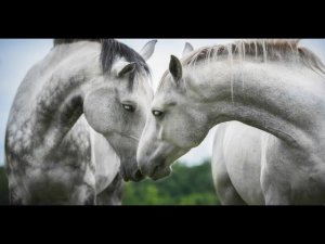 Терская порода лошадей: Александр Пирогов, хозяйство "Серая лошадь"