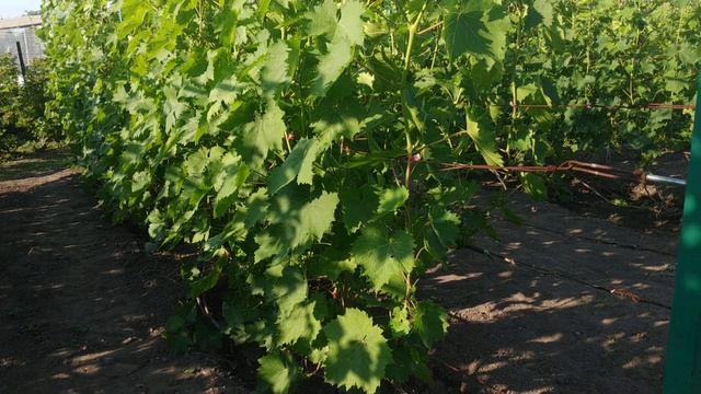 Виноград. Когда поливал, чем кормил*. смотреть онлайн