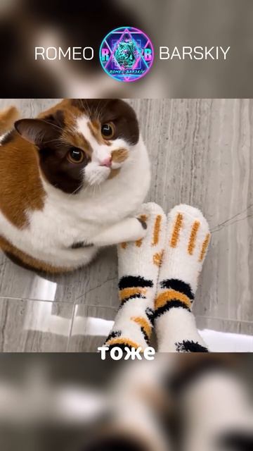 😹 ПРИКОЛЫ с Котами! 😎 СМЕШНЫЕ КОТЫ! 🙀 С ОЗВУЧКОЙ! 😍 Смешные ВИДЕО с животными! 🐶 СМЕХ ДО СЛЁЗ!