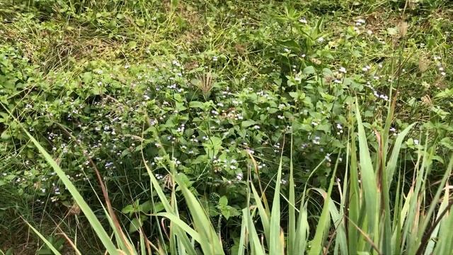 Cắt cỏ chanh - Giăng lưới - Bữa cơm chiều mắm kho cá rô đồng chuối cây | trunglatv