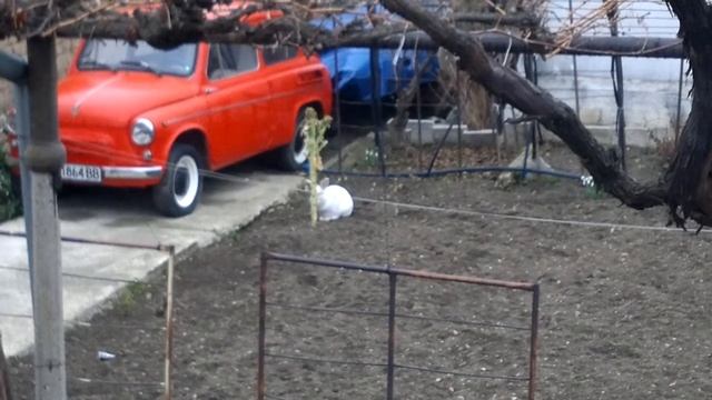 Гладен заек на задни лапички смотреть онлайн