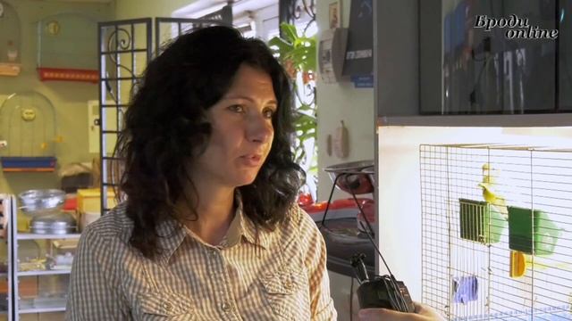 "Зooрубрика". Папуга корелла - догляд, годування та приручення. Випуск №7 (ТК "Броди online") смотреть онлайн