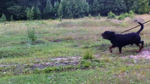 Yumbo Top Black - 5 eyars