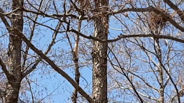 Весенние песни Ворон. смотреть онлайн