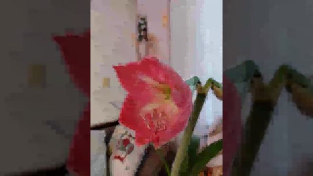 Гиппеаструм 2022 смотреть онлайн