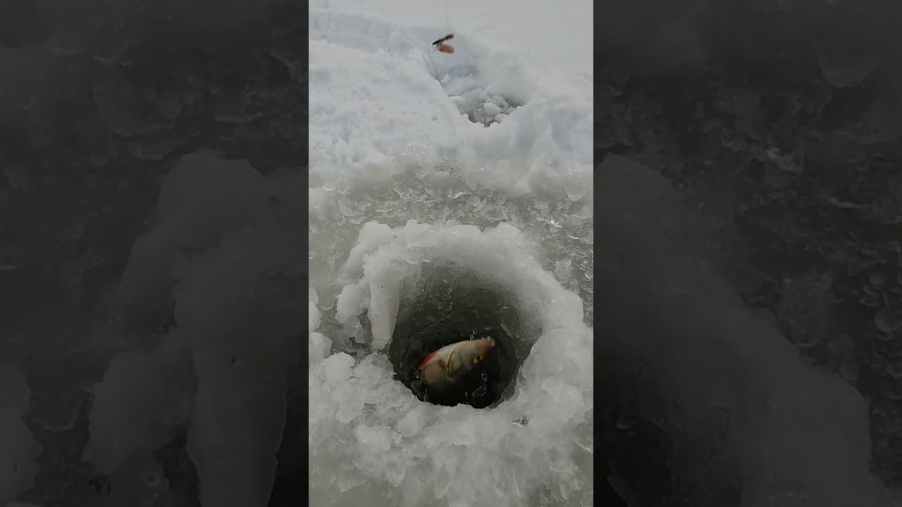 Окунь зимой на стоячку