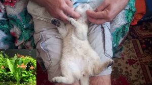 Кошачий релакс