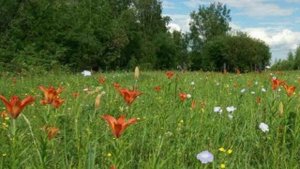 Төрөөбүт күҥҥүнэн