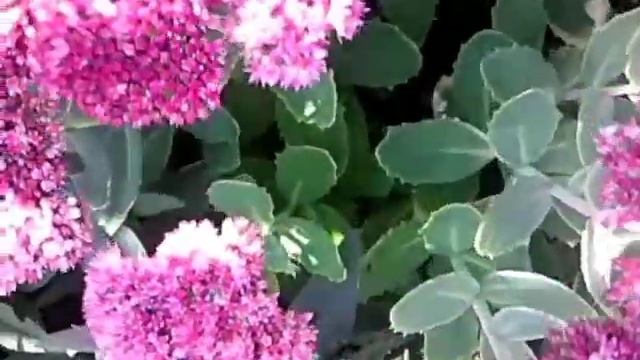 Цветы с мясистыми листьями смотреть онлайн