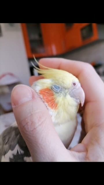 Мой любимый Драко смотреть онлайн