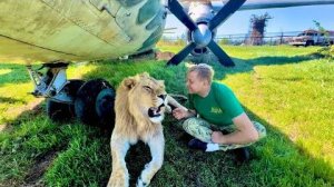 Олег Зубков может отдыхает от работы в окружении своих львов под крылом самолета