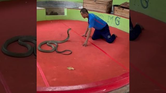 ТЕХНИКА ПОЦЕЛУЯ КОРОЛЕВСКОЙ КОБРЫ ТАЙЛАНДА посетили мои внучата в феврале 2024 года смотреть онлайн