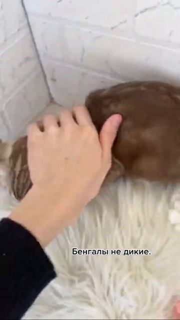 Бенгалы не дикие смотреть онлайн