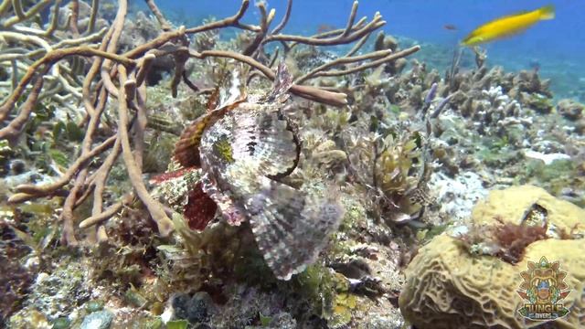 Scorpionfish Fighting for Territory смотреть онлайн