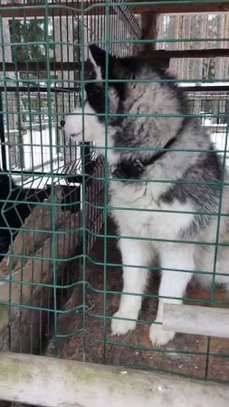 Собаки лайки