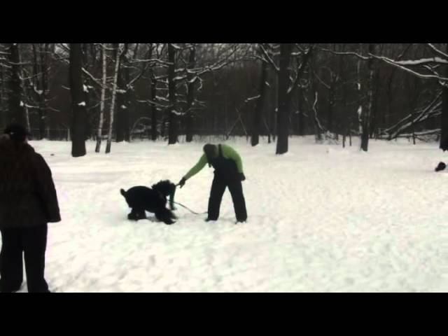 РЧТ 3 занятие в Плющево Эмир 6 месяцев