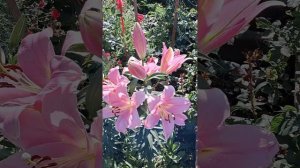 лилия Грейсфул