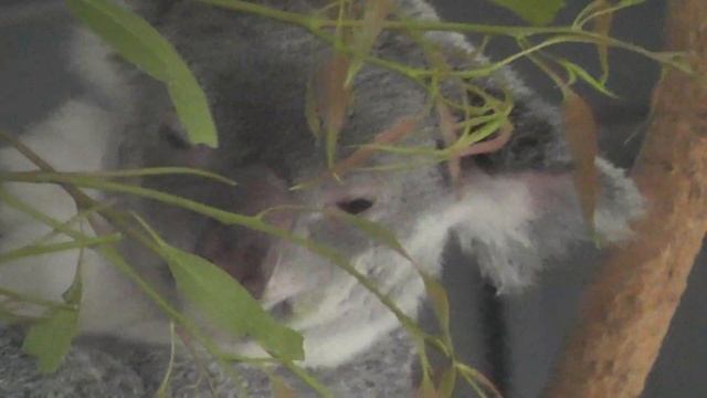 Koala 20 смотреть онлайн