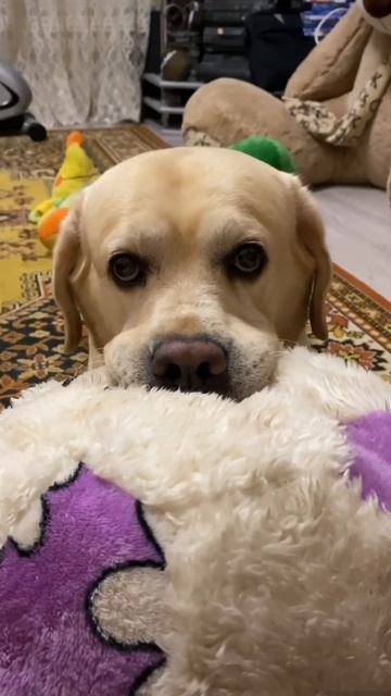 В смысле?))) #labrador #dog #funny #dogshorts смотреть онлайн