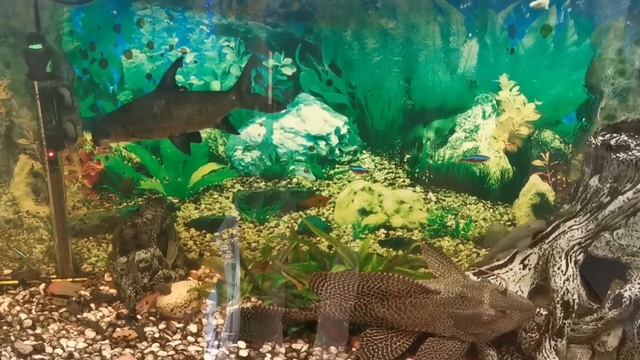 Лёгкой поступью шагает, благородный Тигр к нам, Его год уж наступает, С Новым годом, счастья вам! смотреть онлайн