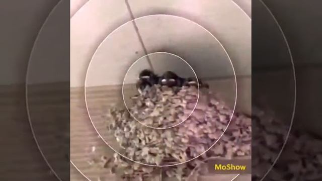 ツバメ達の動画 смотреть онлайн