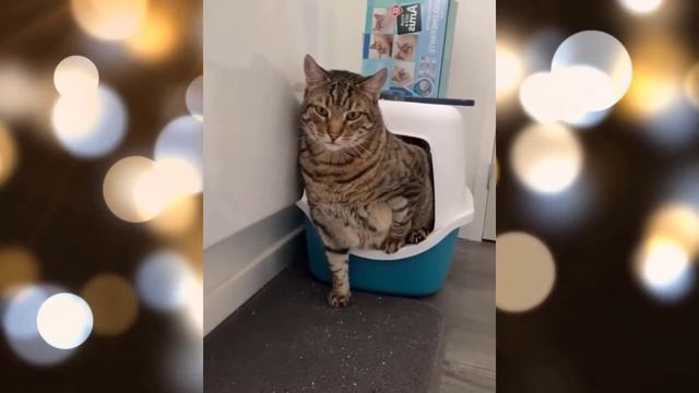 Кошки Смешная Видео Подборка - Видео 26 - 10:13 Минуты смотреть онлайн