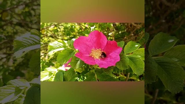 Шмель опыляет цветок шиповника. смотреть онлайн