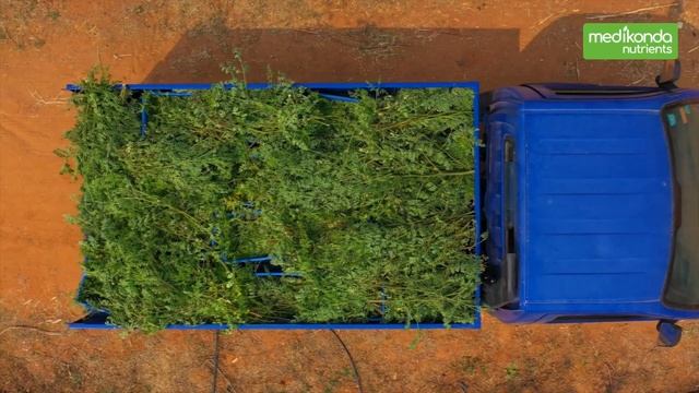 USDA Organic Certified Moringa Leaf Powder Manufacturing & Production Process at Medikonda Nutrient смотреть онлайн