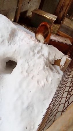 1574. Wild fox Marquise and a snow. #WildRedFox #animals #shorts