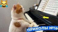 приколы с котами! смешные коты с озвучкой! смешные животные! 2025
