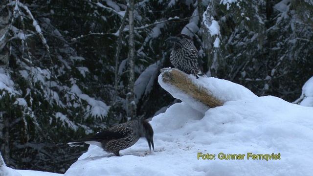 NÖTKRÅKA Spotted Nutcracker (Nucifraga caryocatactes) Klipp - 174 смотреть онлайн