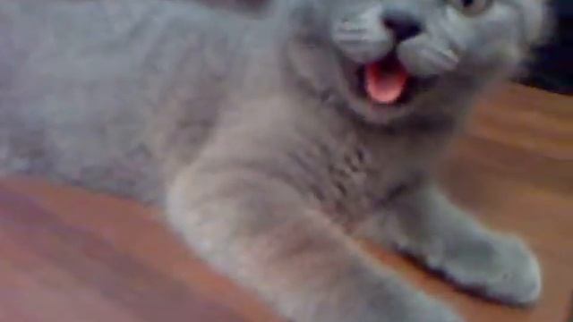 Очень красивый британский котенок!!! смотреть онлайн