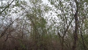 ловля черноголовой славки и другой мелочи