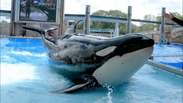 In Memory Of Kalina! смотреть онлайн