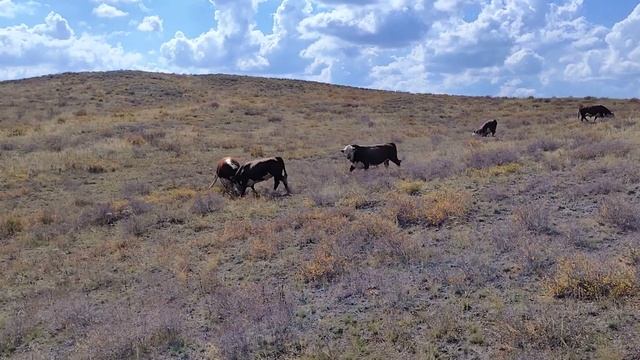 Бой быков qazaq aqbas смотреть онлайн