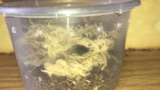 Eresus moravicus and Porrhothele antipodiana feeding. смотреть онлайн