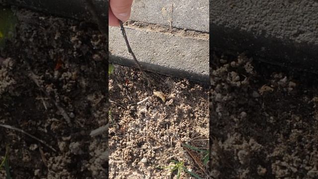 Козявка на дорожке