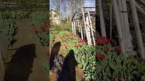 Зацвели ранние сорта тюльпанов на моих грядках в Подмосковье