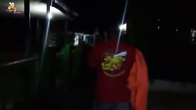 EVAKUASI DUA LOKASI,TIGA EKSEKUTOR,TIGA SARANG TAWON VESPA AFFINIS/NDAS/BALUH смотреть онлайн