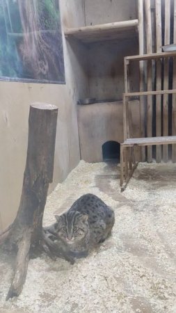 Кот рыболов грустит