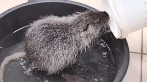 🐀 Нутрию иногда называют «болотным бобром».